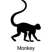 “Monkey”